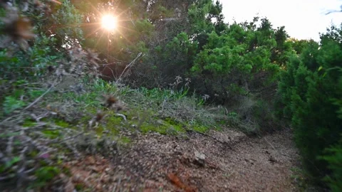 Point of view shot of forest wild bush hike along dirt track path Stock Footage 170511014
