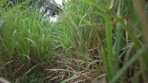 Point of view shot inside a grassland green grass or pasture on the countryside Stock Footage 158954211