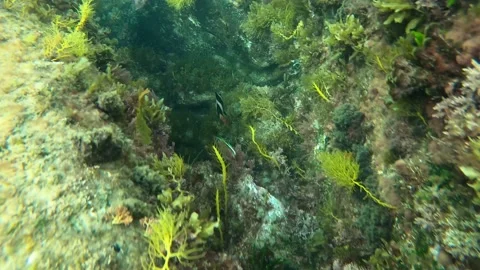 Point of view shot of a man diving under water and prying abalone Stock Footage 172010775