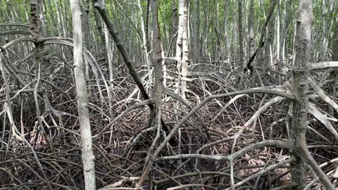 Point of view shot mangroves forest trees branch outdoor daytime. Peace and calm Stock Footage 255930223