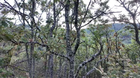 Point of view shot moving through a dense, wild forest with gnarled oak trees Stock Footage 345102689