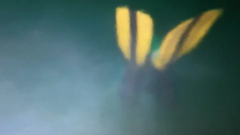 Point of view shot of scuba diver's fins moving slowly Vídeos de archivo 339219765