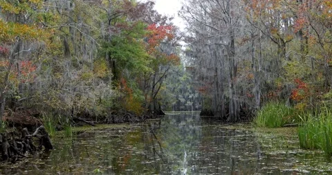 Point of view shot slowly moving through a scenic mysterious swamp with cyp.. Video stock 329660362