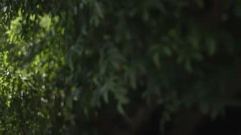 A point of view shot of a tree Stock Footage 154951401