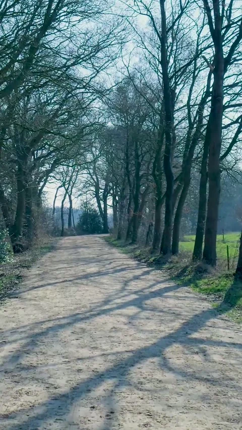 Point Of View Shot Walking Along Sandy Woodland Trail Vidéo 335477827