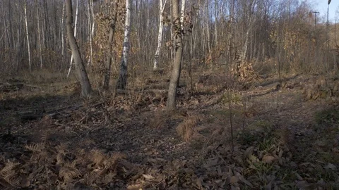 Point-of-view shot walking through an autumn colored woodland Stock Footage 94621338