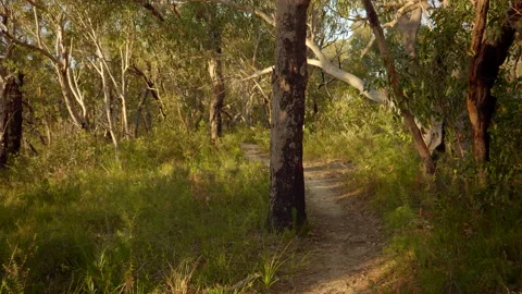 Point of View shot walking through Australian Bush Track at sunrise Stock Footage 149718131