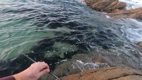 A point of view show showing a man catch a parrot fish off some rocks in Video stock 244289800