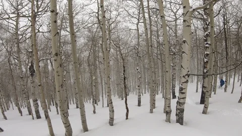 Point-of-view skiing through Aspen trees, Utah. Stock Footage 120419949