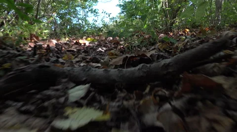 Point of View of a Small Animal Running 스톡 동영상 42479510