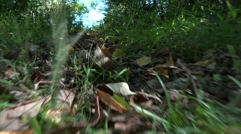 Point of View of a Small Animal Running Stock Footage 42479739