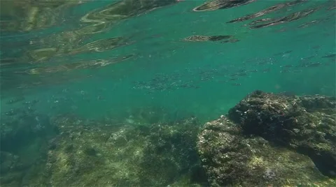 Point of view-snorkeling through clear blue water Stock Footage 42446115