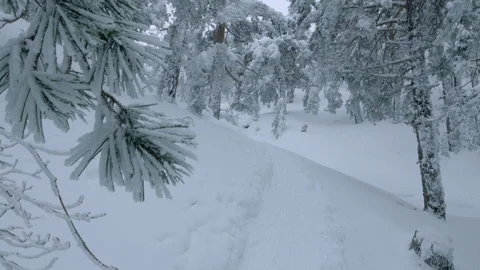 Point of view snow covered path among frozen trees Stock Footage 86772553
