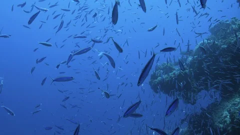 Point of view swimming through Silver bait fish eat plankton. Red Camera. GBR Stock Footage 113247374