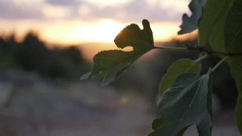 Point of view through green tree leaves to a beautiful sunset. Stock Footage 116057482
