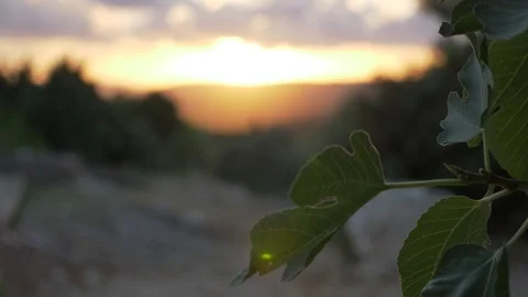 Point of view through green tree leaves to a beautiful sunset. Stock Footage 116057718
