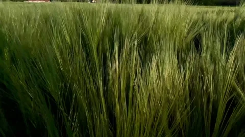 Point of View Touching Ripe Barley Field While Walking Stock Footage 309049627