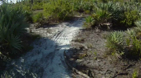 Point of View: Trail Riding Stock Footage 836777