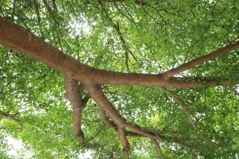 Point of view under the tree in the garden. Foto stock