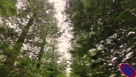 A point of view video driving down a path lined with tall trees The Serenit.. 스톡 동영상 317120232
