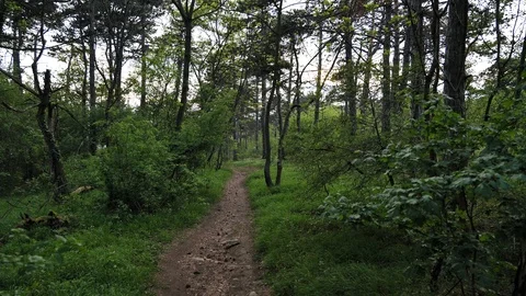 Point of view video of walking on narrow forest path during spring, 4K Stock Footage 107530163