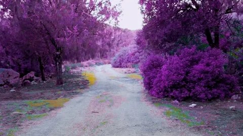 Point of view of a walk in a psychedelic forest with pink trees and surreal Stock-Footage 260232131