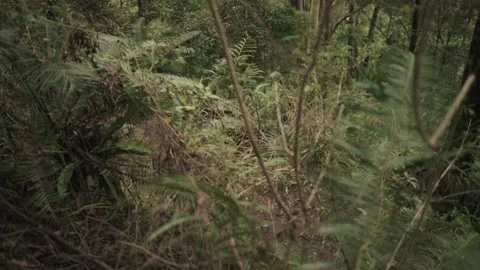 Point of View Walk Through Mountain Forest - Stabilised Stock Footage 145887144