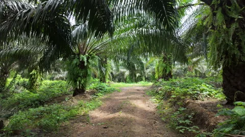 Point of View, walk through in a palm plantation. Видео 346104764