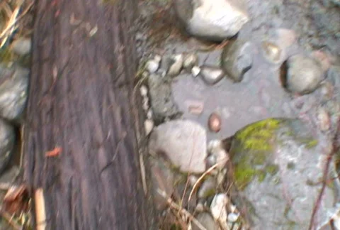 Point of View Walking Across logs and River Stock Footage 344325