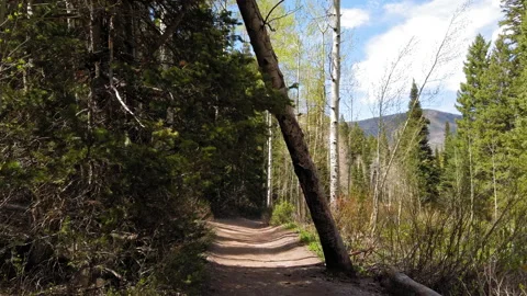 Point of view walking along mountain trail under tree on bright spring afternoon Stock Footage 202152641