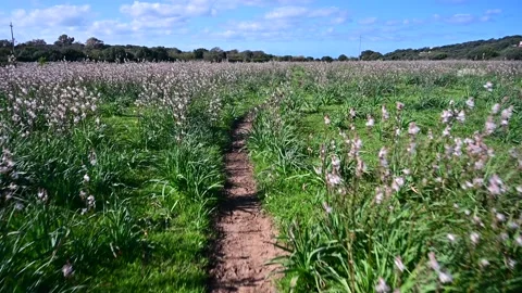 Point of view of walking along a path in the middle of an asphodel field Stock Footage 220675438