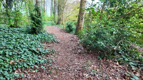 Point-of-view walking along a quiet woodland path covered in dry leaves. Vídeos de archivo 333145973