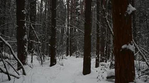 Point of view walking in dark scary forest in winter 스톡 동영상 156545283
