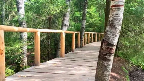 Point of view walking in forest. Stock Footage 224369565