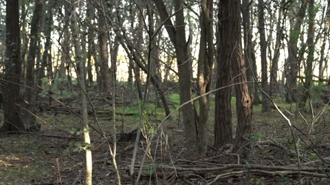 Point of view. Walking in the forest Stock Footage 240575529