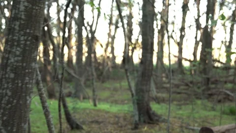 Point of view. Walking in the forest Stock Footage 240575863