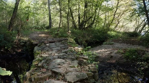 Point of view of walking in the forest with small bridge. Stock Footage 118183884