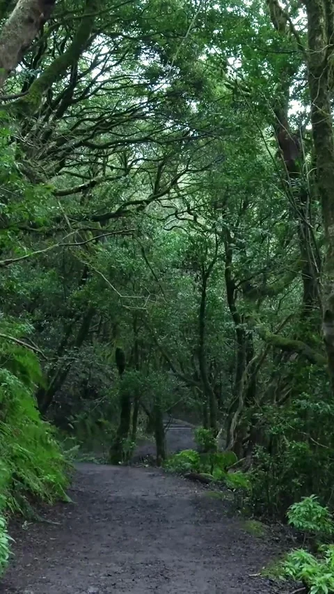 Point of view walking on hiking trail in the laurel forest Stock Footage 329865414