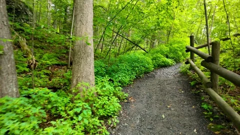 Point of view walking a lush green forest trail in Delaware Water Gap Natio.. Stock Footage 329659786