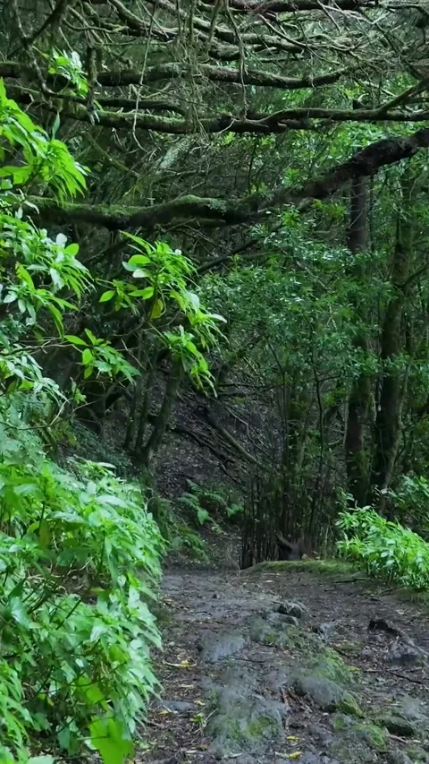 Point of view walking on a muddy path in a lush green forest Stock-Footage 329865449