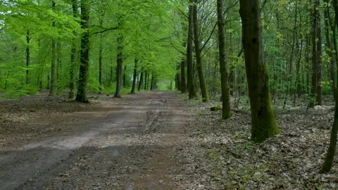 Point of view walking on muddy path in lush green forest 스톡 동영상 336594581