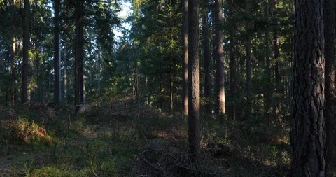 Point of view walking in the sunny forest Vidéo 111979314