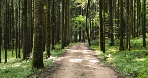 Point of view walking on sunny forest road 動画素材 112154399