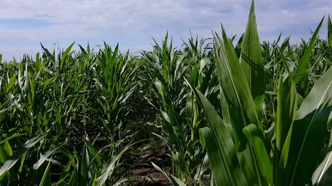 Point of view walking through a corn field during a sunny bright summer day Stock Footage 93124036