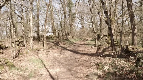 Point of view walking through a forest Stock Footage 99836473