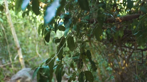 Point of view walking through green thickets of tropical forest. Green foliage Stock Footage 93332130