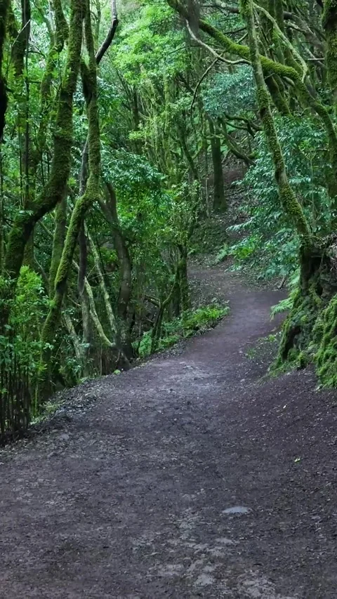 Point of view walking through a lush green mossy forest path Stock Footage 329865464