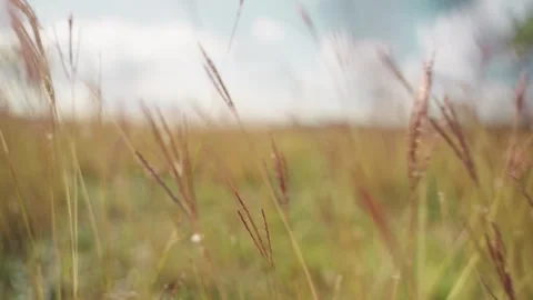 Point of view walking through tall grass in meadow Stock Footage 324755611
