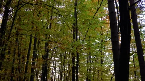 Point of view walking under tall trees in autumn season Stock Footage 166399259