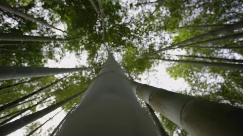 Point of view walking under tall bamboo trees in Leshan Stock Footage 315680419